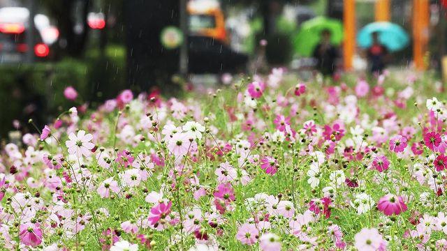 대전·세종·충남 대체로 흐리고 가끔 비…낮 최고 22∼26도