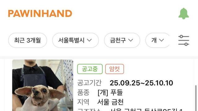 치와와 대량유기 발생한 서울 금천구 ㄷㄷㄷ 