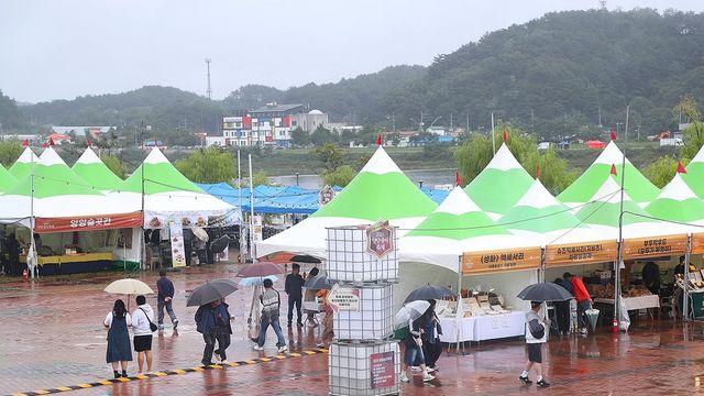 양양 송이 가격 일주일 새 ⅓로 '뚝'…송이 축제장 활기