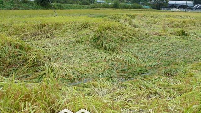 [오늘날씨] 강원·남부 강한 비...서울 낮 23도·부산 26도 '일부 오존 나쁨'