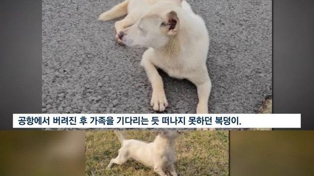 연휴에 특히 더 많이 버려진다는 동물들ㅠㅠ