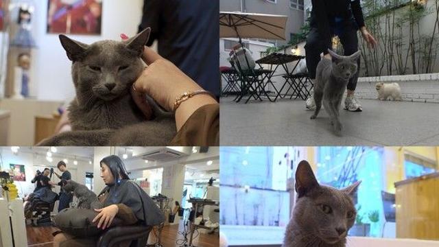 'TV 동물농장' 문 여는 고양이 ‘레이’