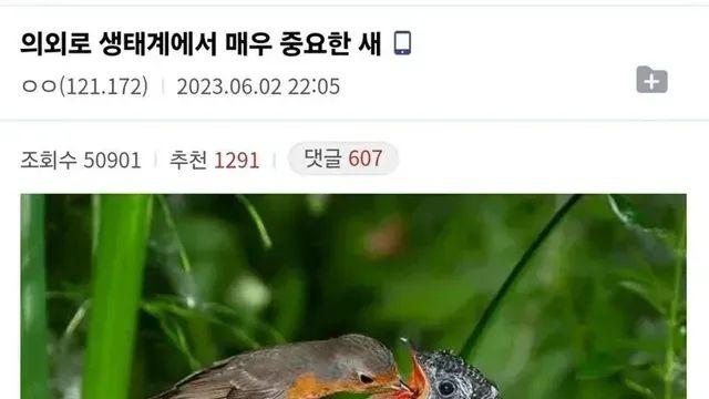 [스압] 뻐꾸기에 대한 오해와 진실,,