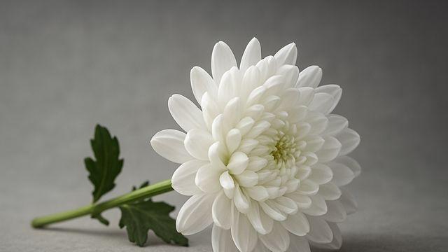 김건희 특검 조사받은 후 숨진 양평군 공무원 부검 예정