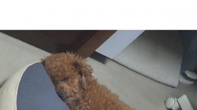 명절 후 피곤한 댕댕이들