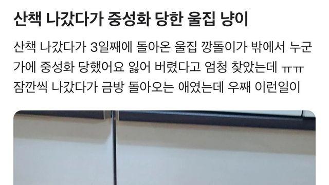 산책 나갔다가 중성화 당한 고양이 
