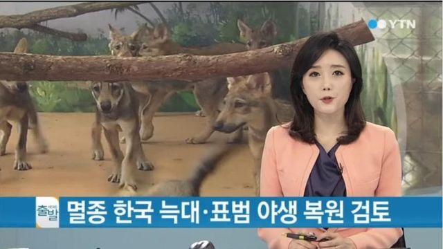 범내려온다! 한국범 복원가능. 환경부 적극검토중ㄷㄷ