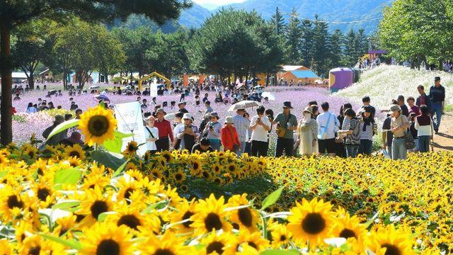 추석연휴 인제 가을꽃 축제 18만명 방문…볼거리·먹거리 '풍성'