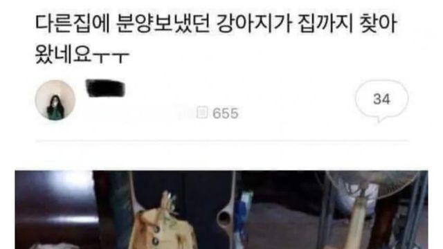 분양 보낸 강아지가 다시 돌아옴