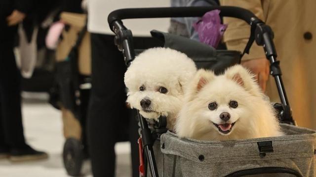반려동물 동반식당 내년 상반기 확대…위생·안전 대책은 '미흡'