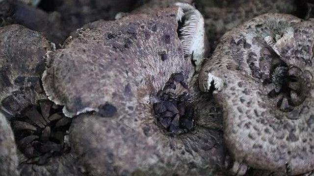 풍작 이룬 야생버섯 불법 채취 기승…영동군 40명 적발