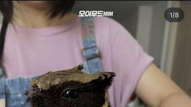 판타지 속 드래곤을 닮은 신비한 새