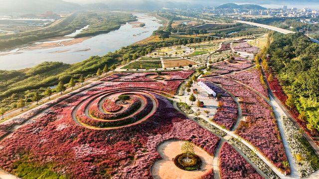 가을 낭만 넘치는 합천여행...억새·핑크뮬리·황토한우·대장경기록문화까지 축제  ‘풍성’