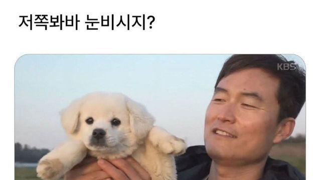 귀여운 멍뭉이 짤 2장(feat. 아기고양이)