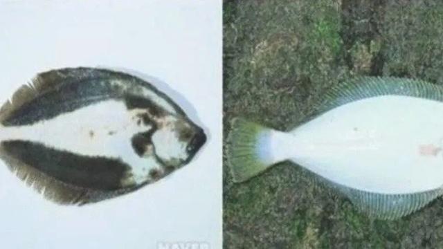 역수입) 횟집했던 아버지와 수산시장간 썰.ssul