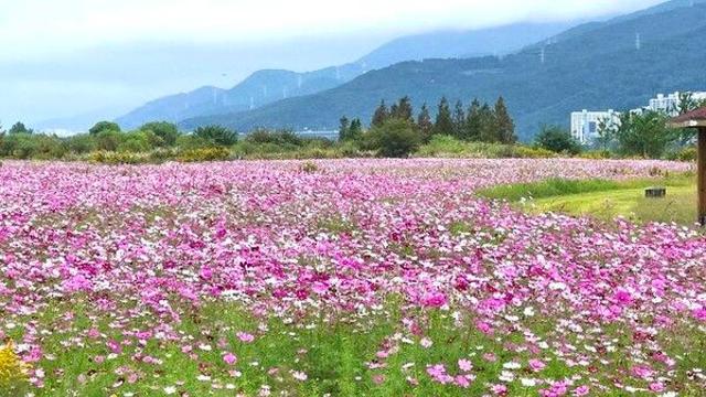 낙동강변 김해 대동생태체육공원, 코스모스 만개