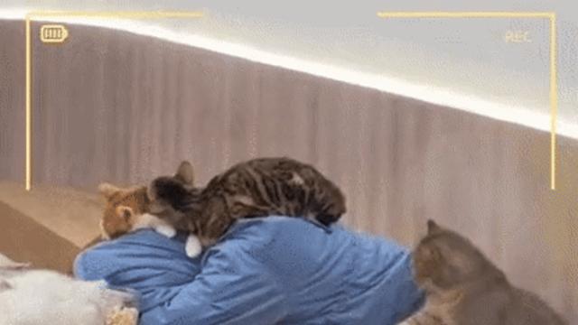 고양이 카페에서 자고 있는데