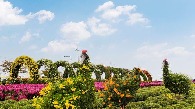 연천군, 17∼26일 전곡리 유적지서 국화축제