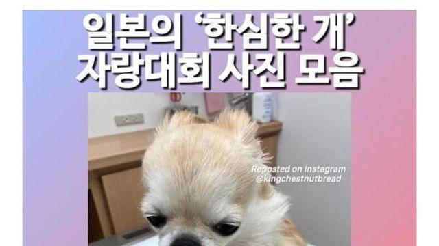 일본 한심한 개 자랑대회