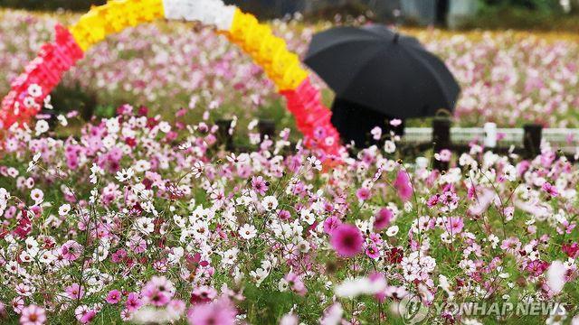 대전·세종·충남 대체로 흐리고 비…낮 최고 23∼25도