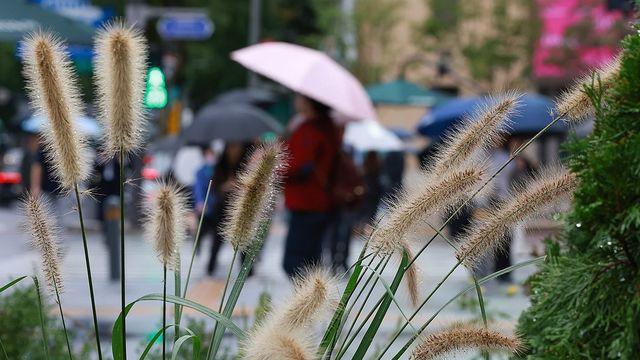 [날씨] 출근길 세찬 가을비…충청·남부 시간당 20㎜