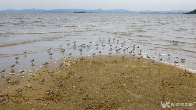 전 세계에 1000마리도 안 남았는데… 울산서 발견돼 난리 난 '멸종위기종' 정체