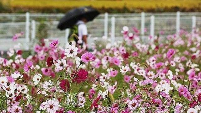 충북 대체로 흐리고 아침까지 비…예상강수량 5∼10㎜