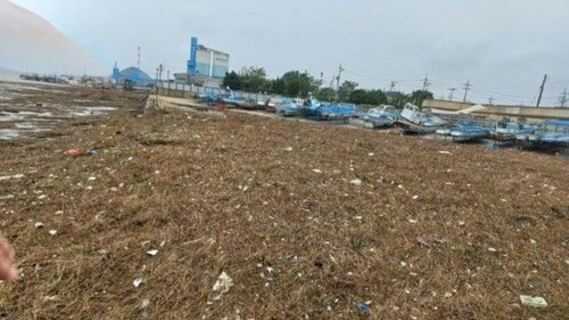 바다 뒤덮은 나무 쓰레기, 목재펠릿으로 에너지·수익 잡는다