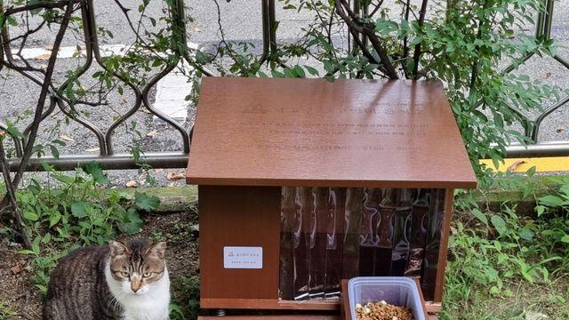 서초구, 길고양이 급식소 새단장…중성화사업도 운영