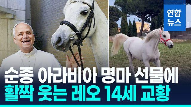 [영상] 교황 레오 14세, 아라비아 명마 선물에 '함박웃음'