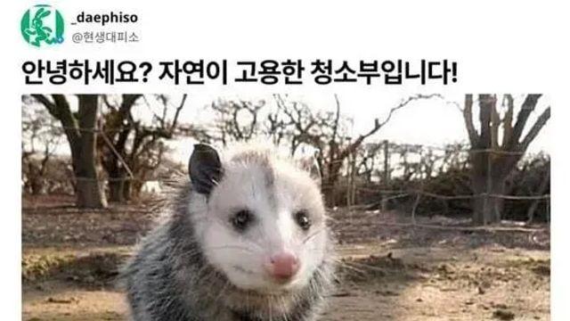 미국에서 유일하게 남은 유대류,,