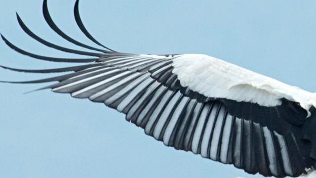 전 세계적 천연기념물인데…섣불리 방사했다가 폐사한 2m '멸종위기 1급 동물'
