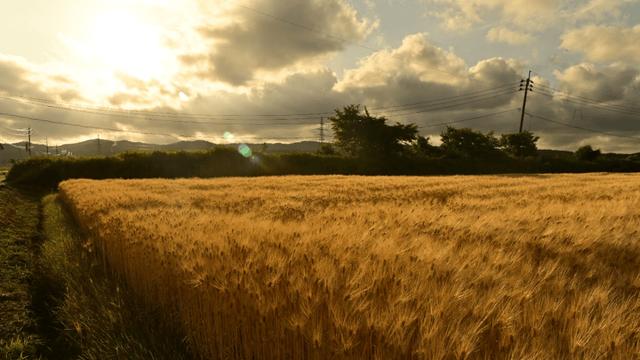 주부 바이럴) 오세요 니이가타