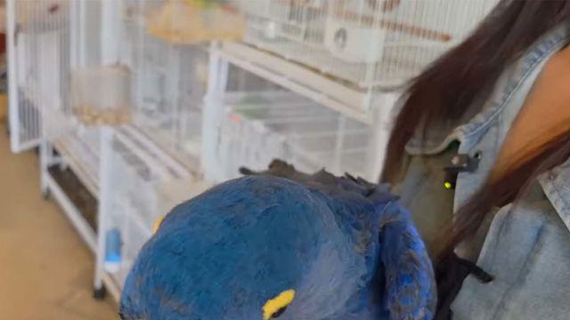1마리 가격이 무려 1억원... '날아다니는 벤츠'로 불리는 지존급 동물