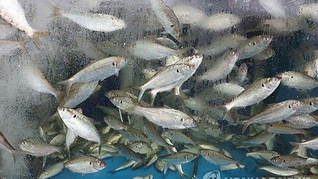 경남도, 진해만에 어린 전어 10만마리 방류…어자원 감소 대응