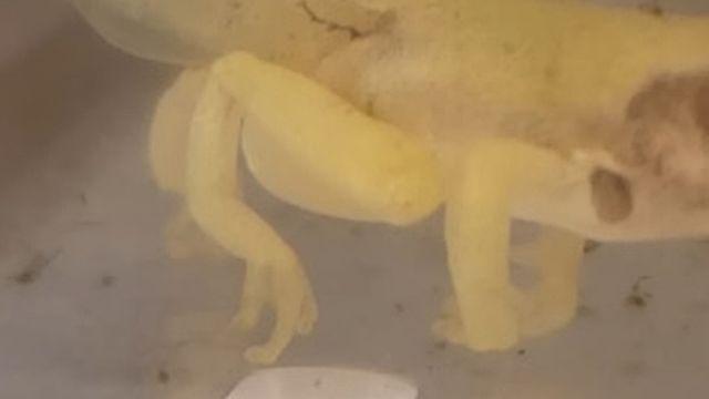 말도 안 돼…수만 분의 1 확률로 나타나는 '이 동물', 한국 아파트 연못서 잡혔다