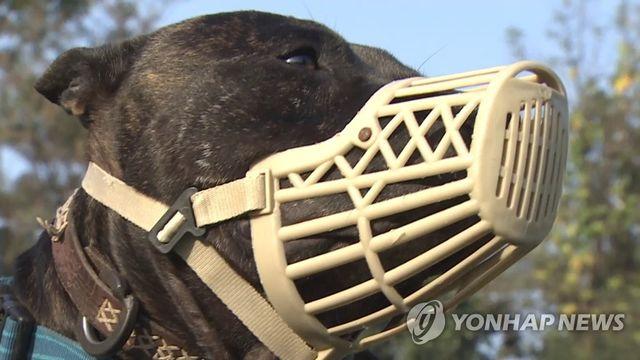 밀양서 3년가량 기르던 맹견에 10여차례 물린 80대 숨져