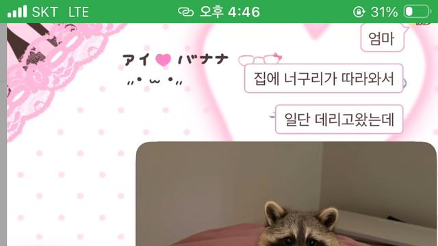 AI로 엄마한테 집에 너구리 들어왔다고 속이기