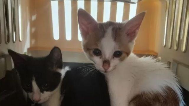 완주 아파트서 강아지·고양이 4마리 사체 발견