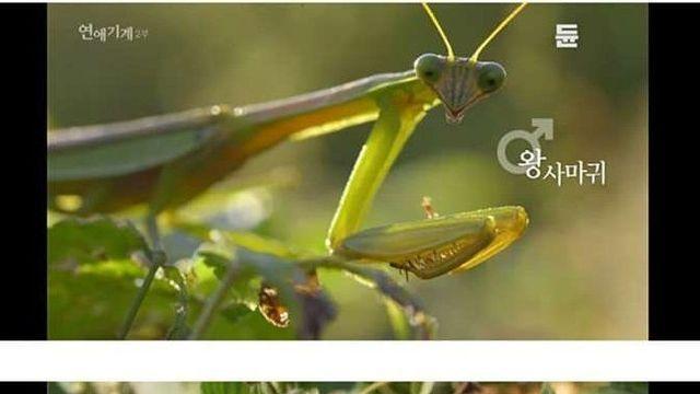수컷 사마귀가 암컷에게 먹히는 이유