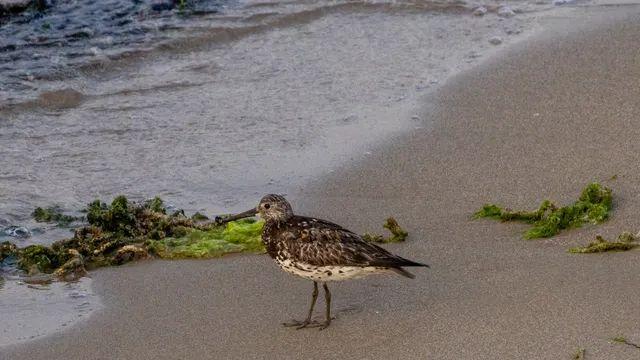 이무새 겸 8월말 포항 탐조