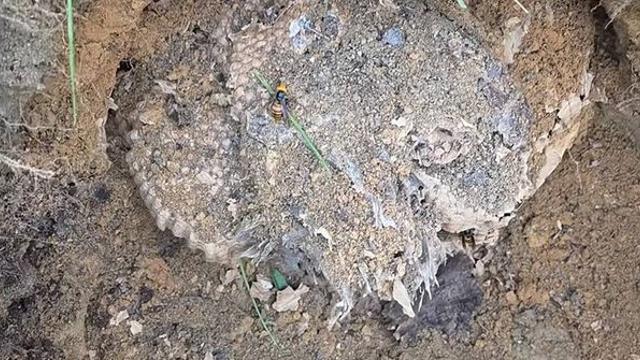 이게 왜 군부대에?...무게만 11kg, 전문가도 경악한 ‘위험 생물’ 정체