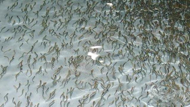 50만 마리 떼로 바글바글 될 듯…내년 봄 한꺼번에 방류되는 '이 생명체' 정체