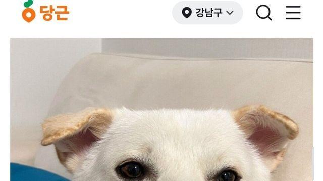 지원자 폭주했다는 강아지 산책 알바
