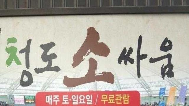 서울사람들은 모른다는 소 실제 크기