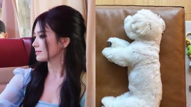 송혜교, '봉제인형' 비주얼 반려견 '오구' 공개…바쁜 촬영 중 포근한 일상 공유