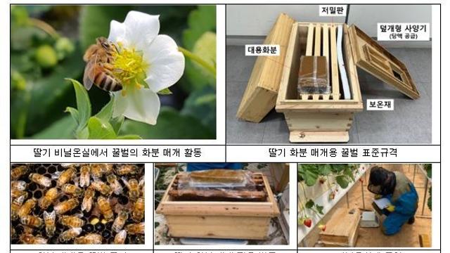 농촌진흥청, 겨울철 딸기, 지금부터 꿀벌·뒤영벌 준비하세요!