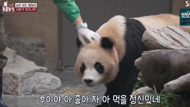 '푸바오 동생' 루이·후이도 독립…불안한 母아이바오→쌍둥이의 용감한 첫발 (동물농장)