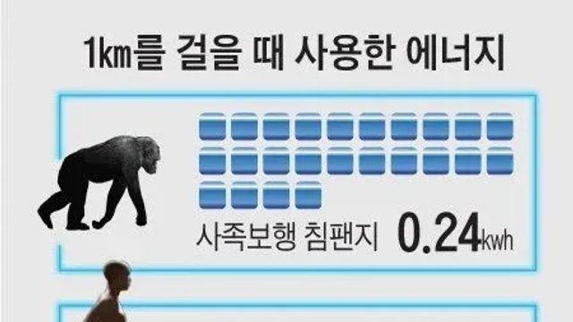 걷기로 살 못빼는 이유