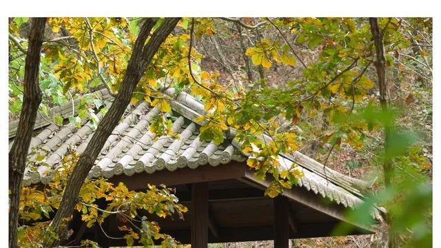 니끼끼는 산으로 귀소본능이 있다 들었읍니다